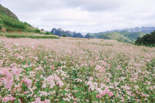 Buckwheat flower fields in Hoang Su Phi