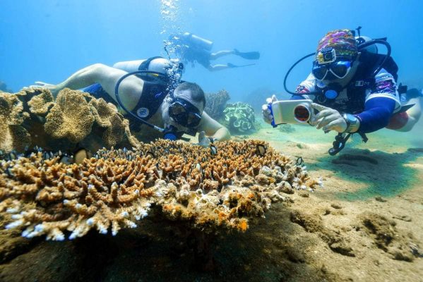 Diving to see coral at Yen island