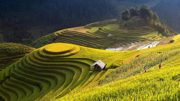 Ho Thau Terraced Fields