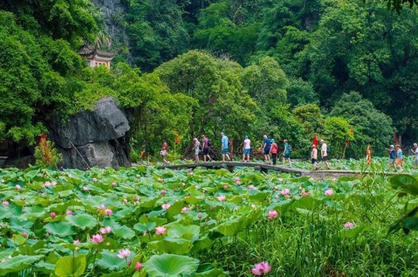 Lotus bloom season in Ninh Binh