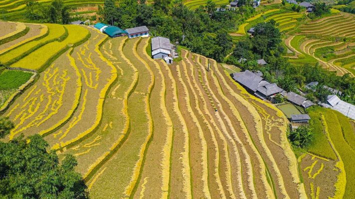 Luoc Village and San Sa Ho Terraced Fields