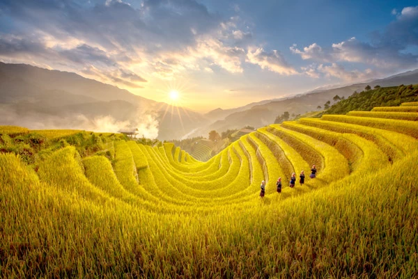 Mu Cang Chai