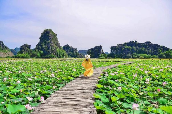 Mua Cave during lotus blooming season