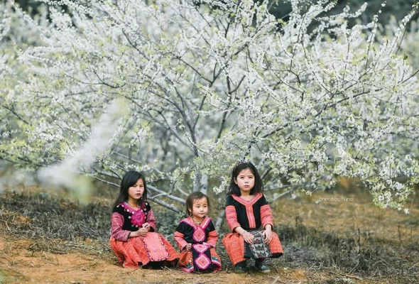 Plum Blossom Season