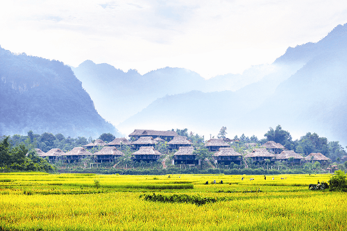 Rice Harvest Season in Mai Chau