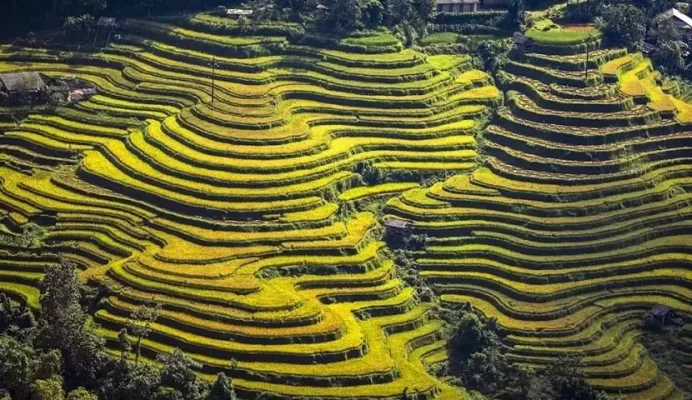 Thong Nguyen Terraced Fields