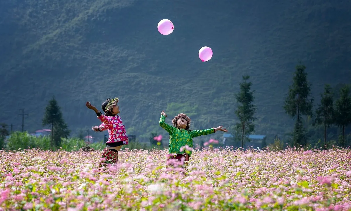 Buckwheat Flower Festival