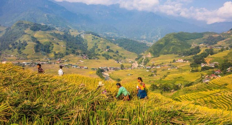 Sapa harvest time