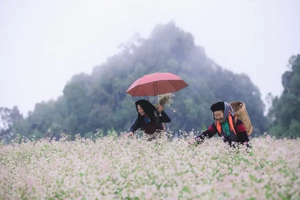 The Buckwheat Flower Festival