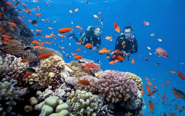 Experience diving to see coral at Cham Island