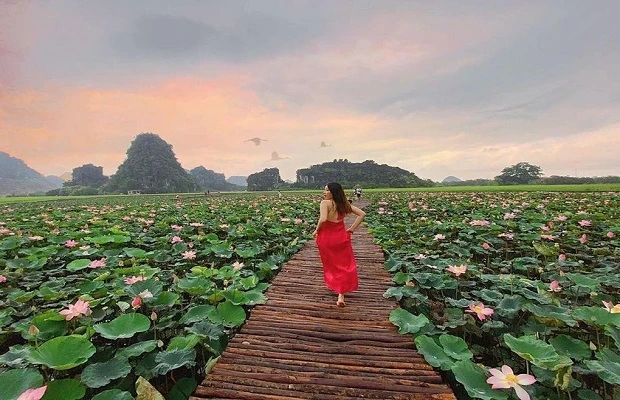 Ninh Binh is brilliant in summer with blooming lotus ponds.