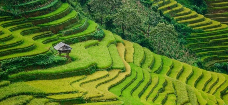 Rice terraces at Ta Phin Village