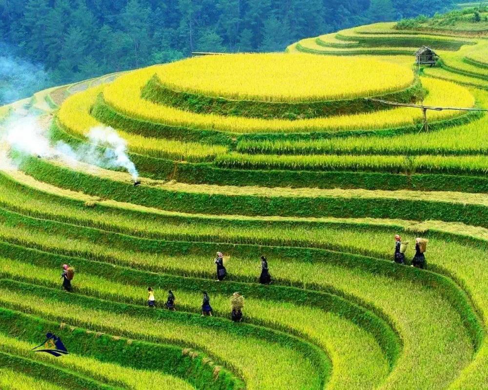 Sapa Rice Terraces