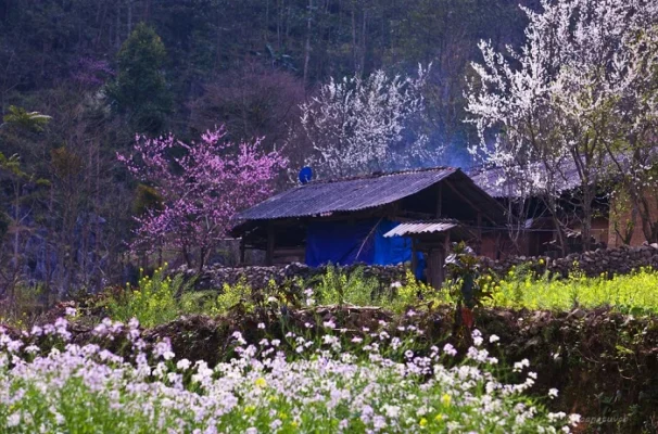 Sapa is full of flowers in spring