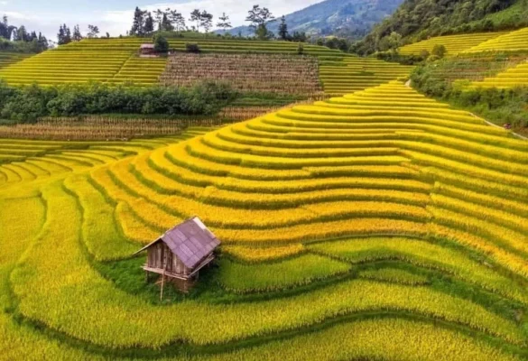 The terraced rice fields in sapa