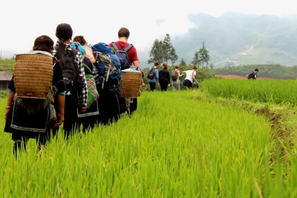 Trekking in Sapa offers a wonderful experience.