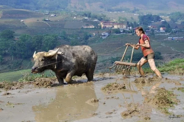 A day as a farmer is an unforgettable experience for tourists.