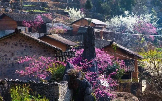 Plum and Peach Blossom Season