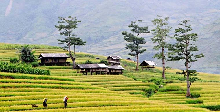 Rice Terraces at Ta Van Village