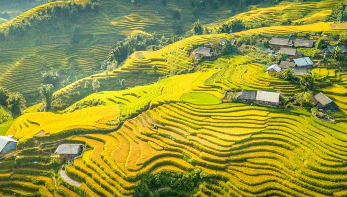 Rice harvest season in Sapa