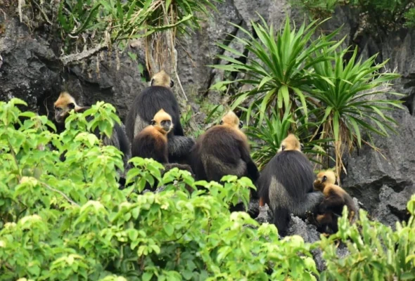 There are many rare animals on the islands in Halong Bay.