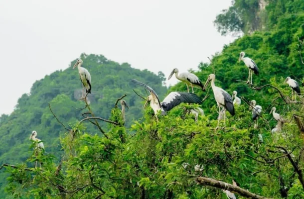 Thung Nham Bird Park is home to many rare species of flora and fauna.