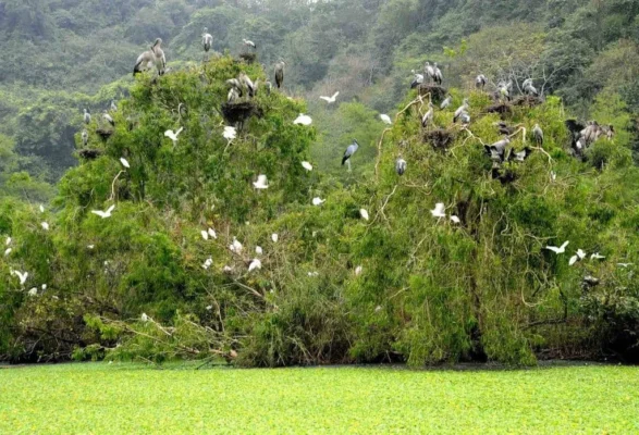 Thung Nham Bird Park still retains its lush green forests.