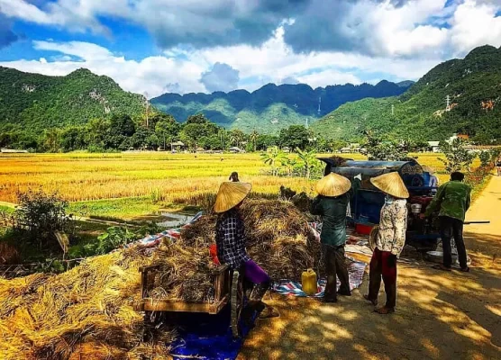 Mai Chau in the ripe rice season