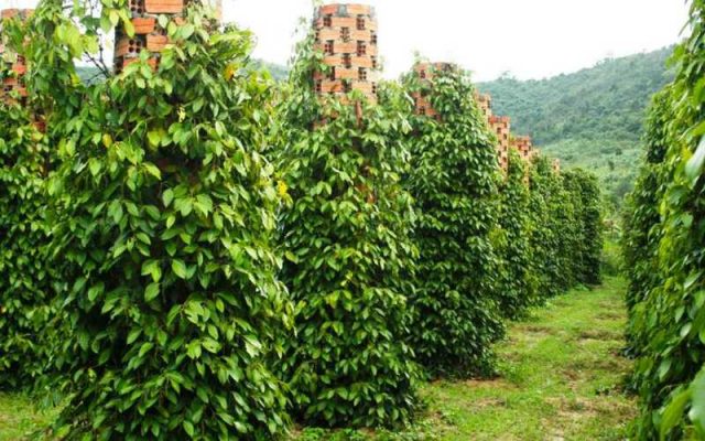 Pepper farm in Phu Quoc.